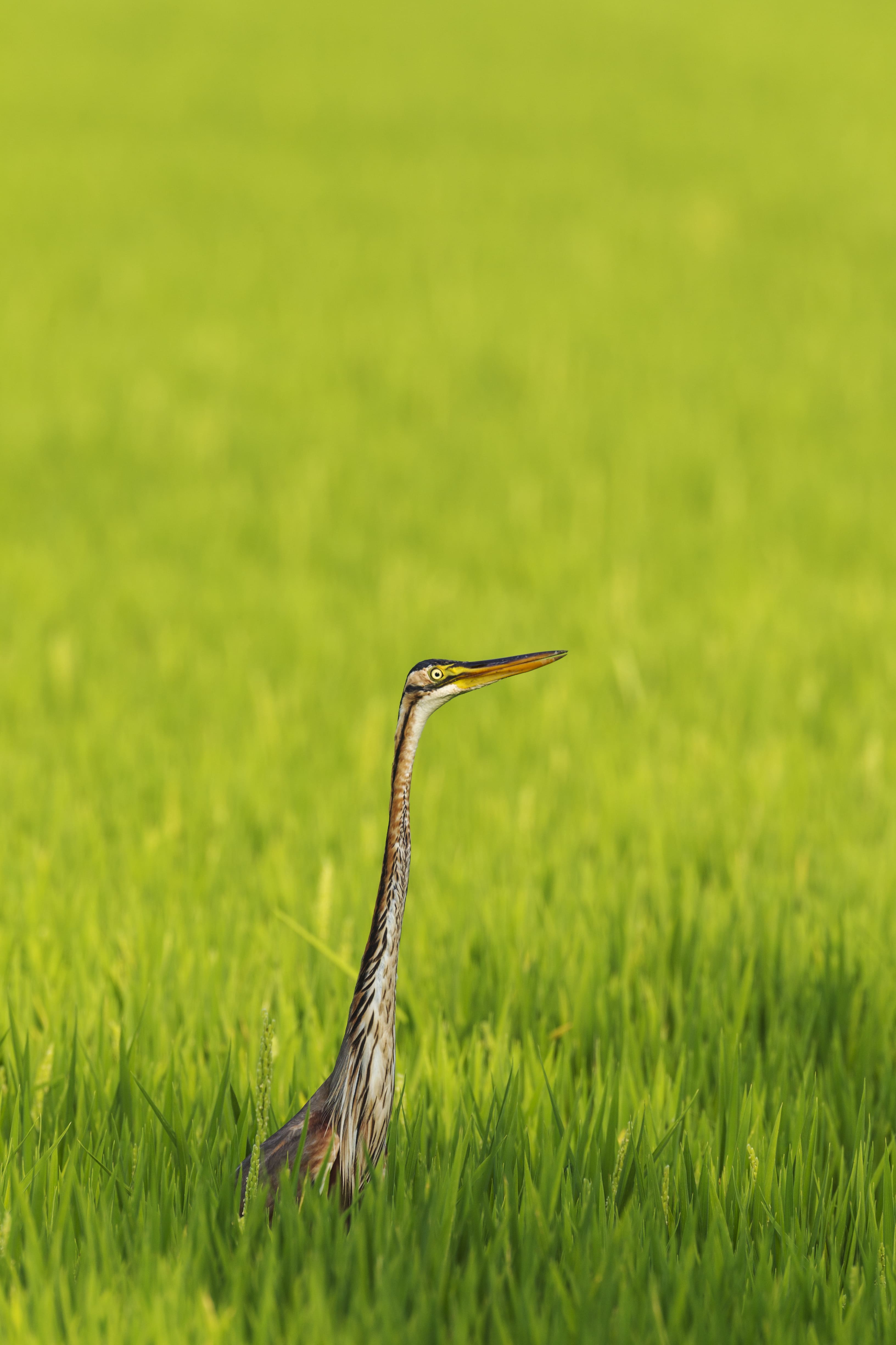 Ocells del Delta