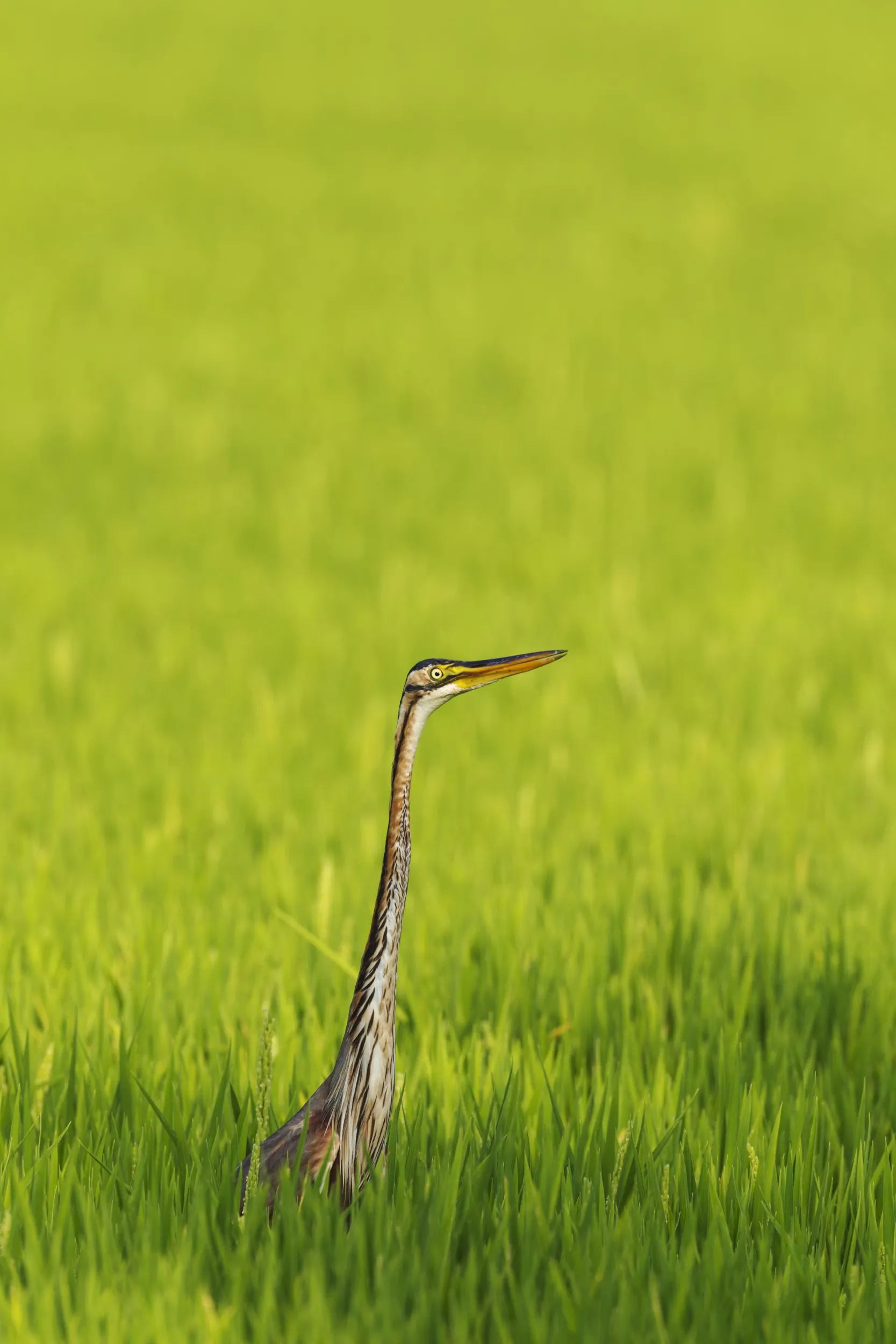 Ocells del Delta