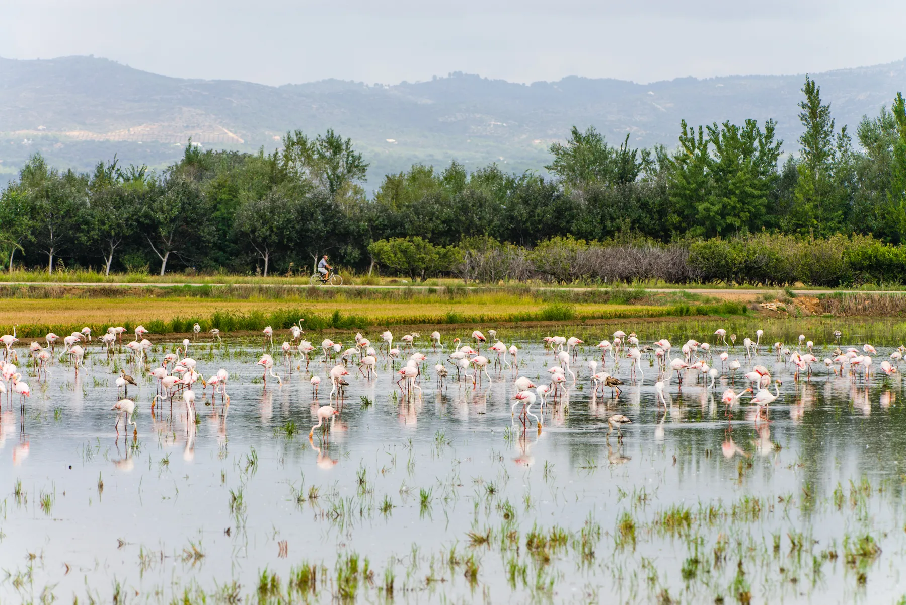 flamencos