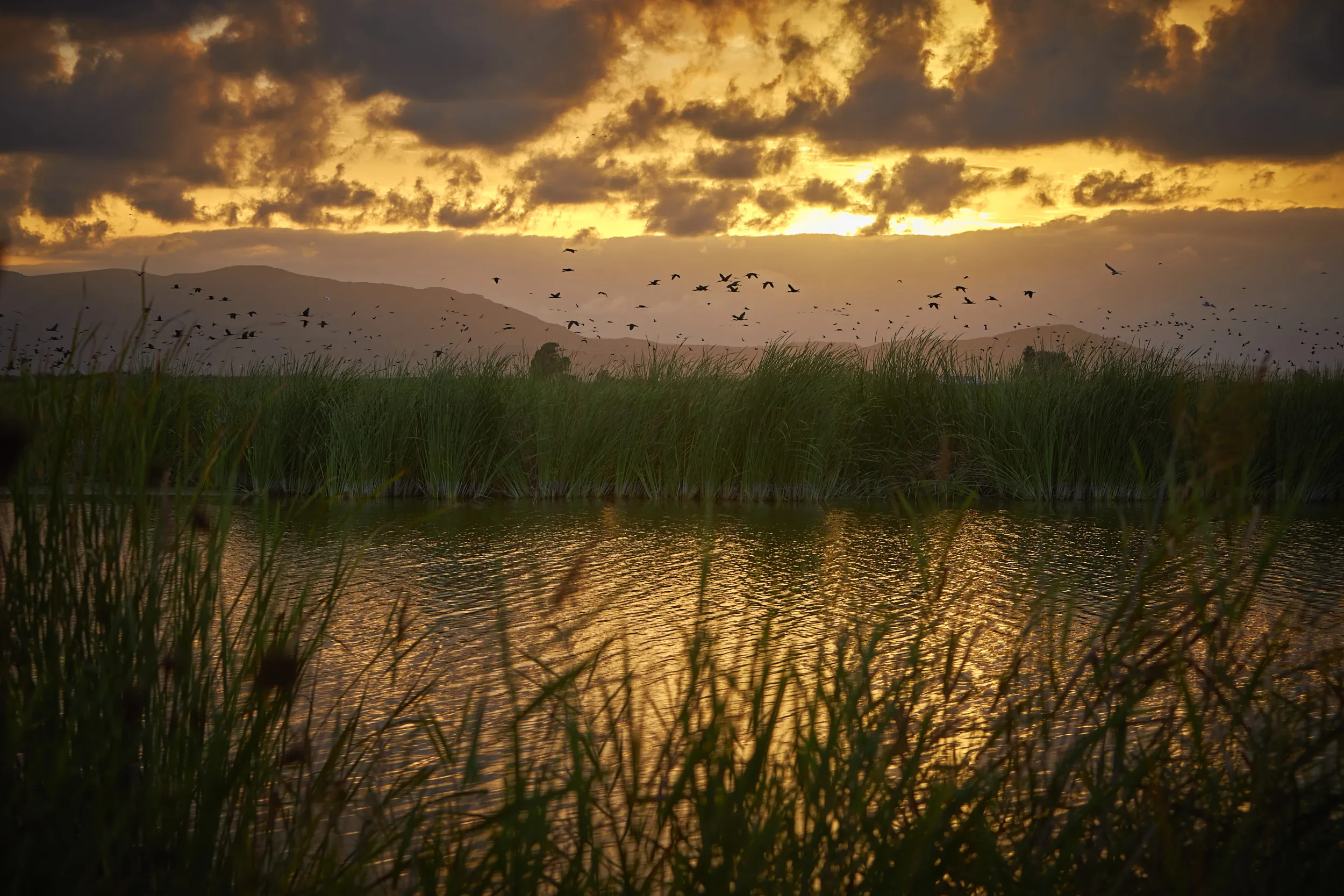 atardecer-y-aves