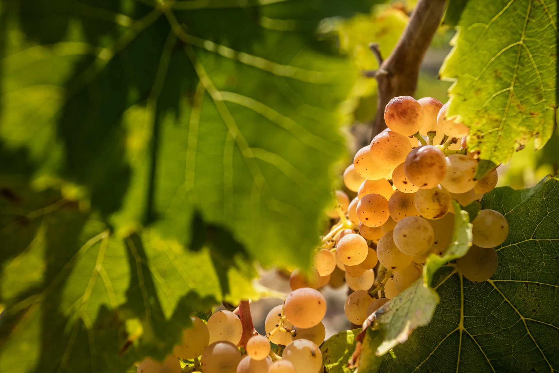 detalle uva garnacha blanca