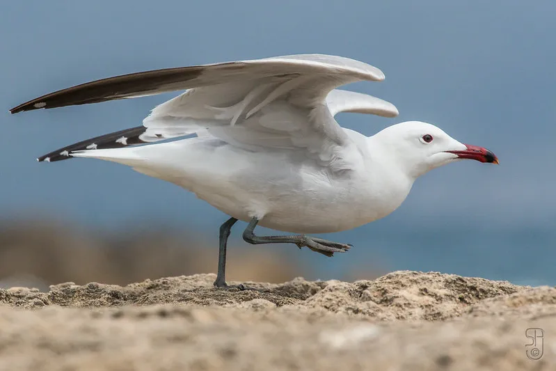 gaviota de Audouin