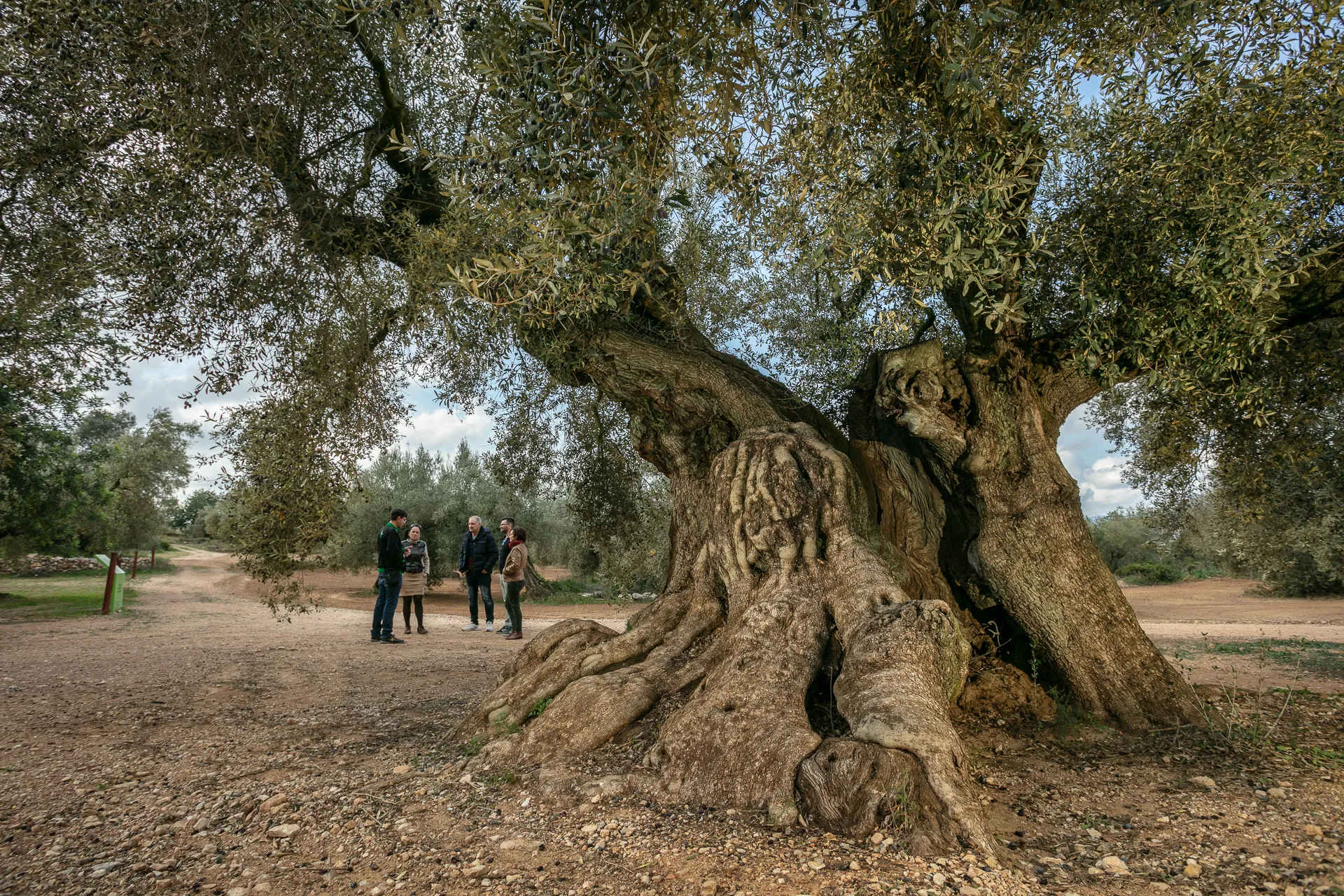 Montsià interior: oliveres antigues, art rupestre i tradició