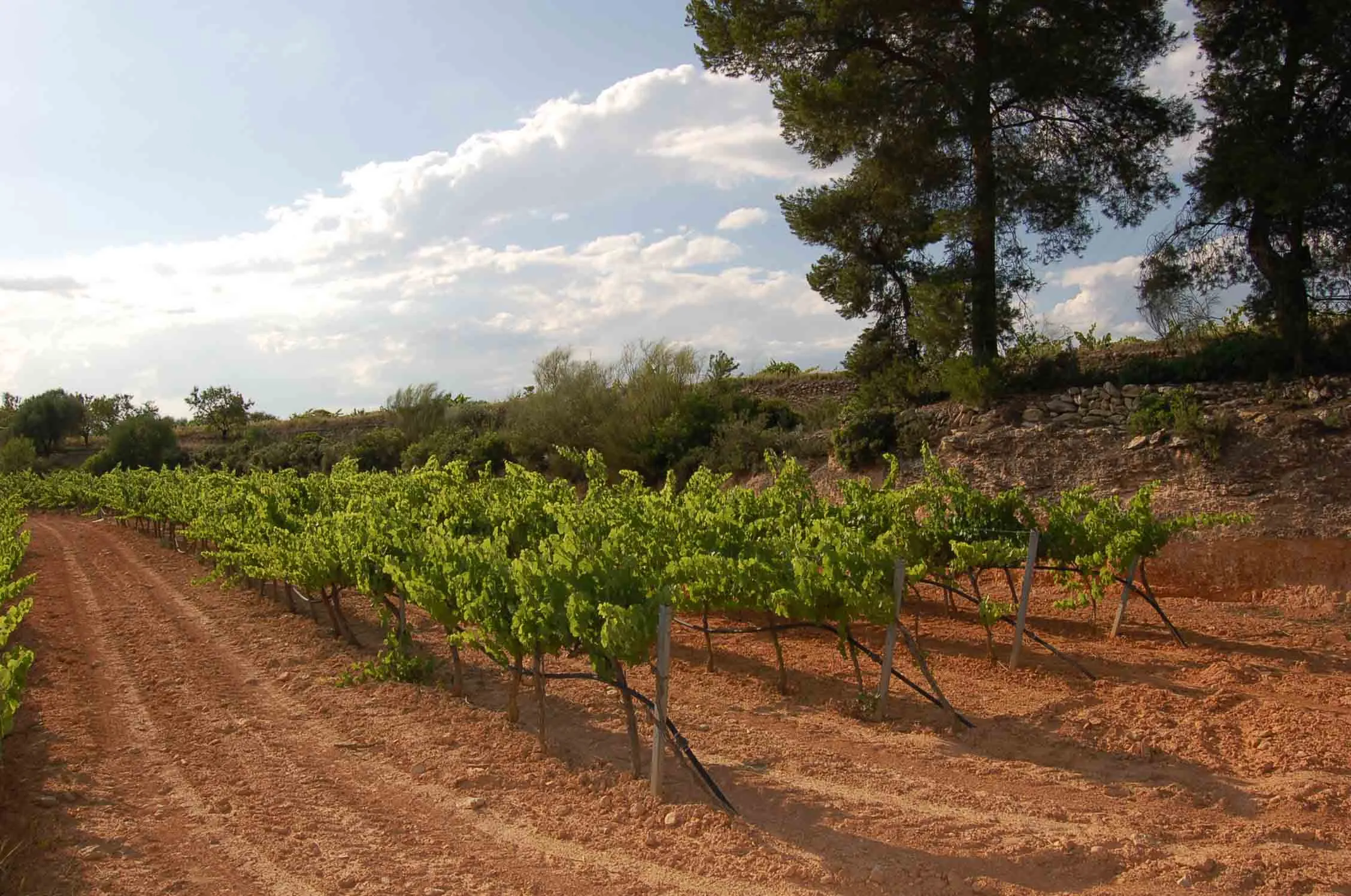 viñedos celler aibar