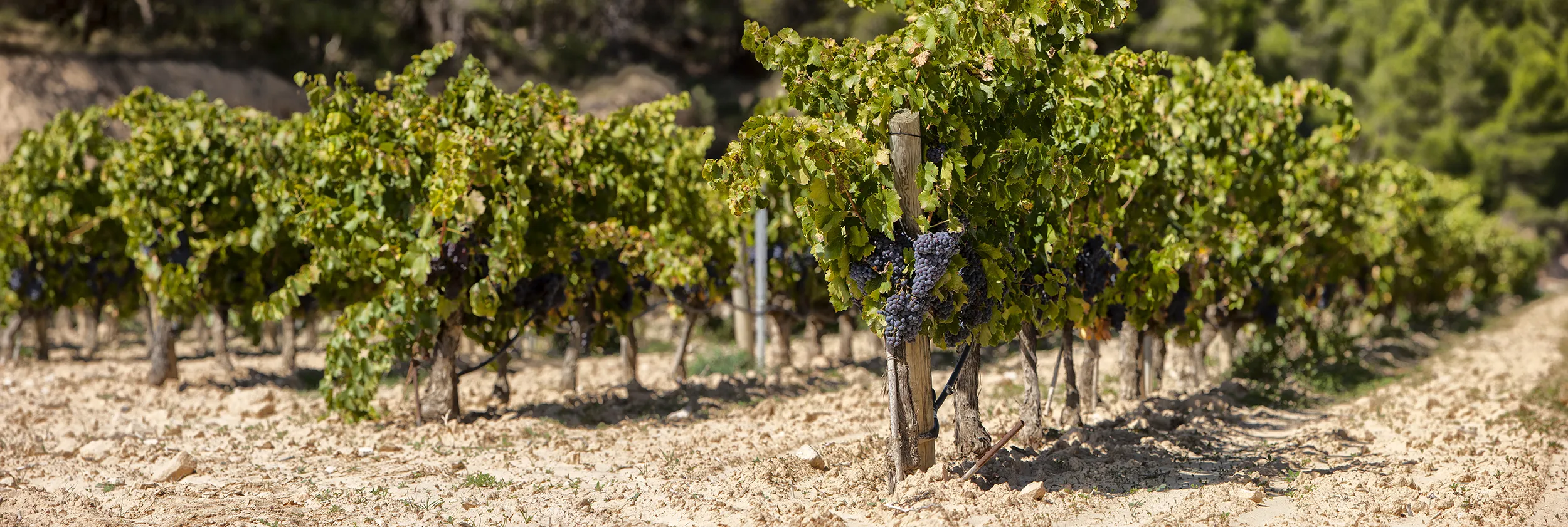 viñas uvas