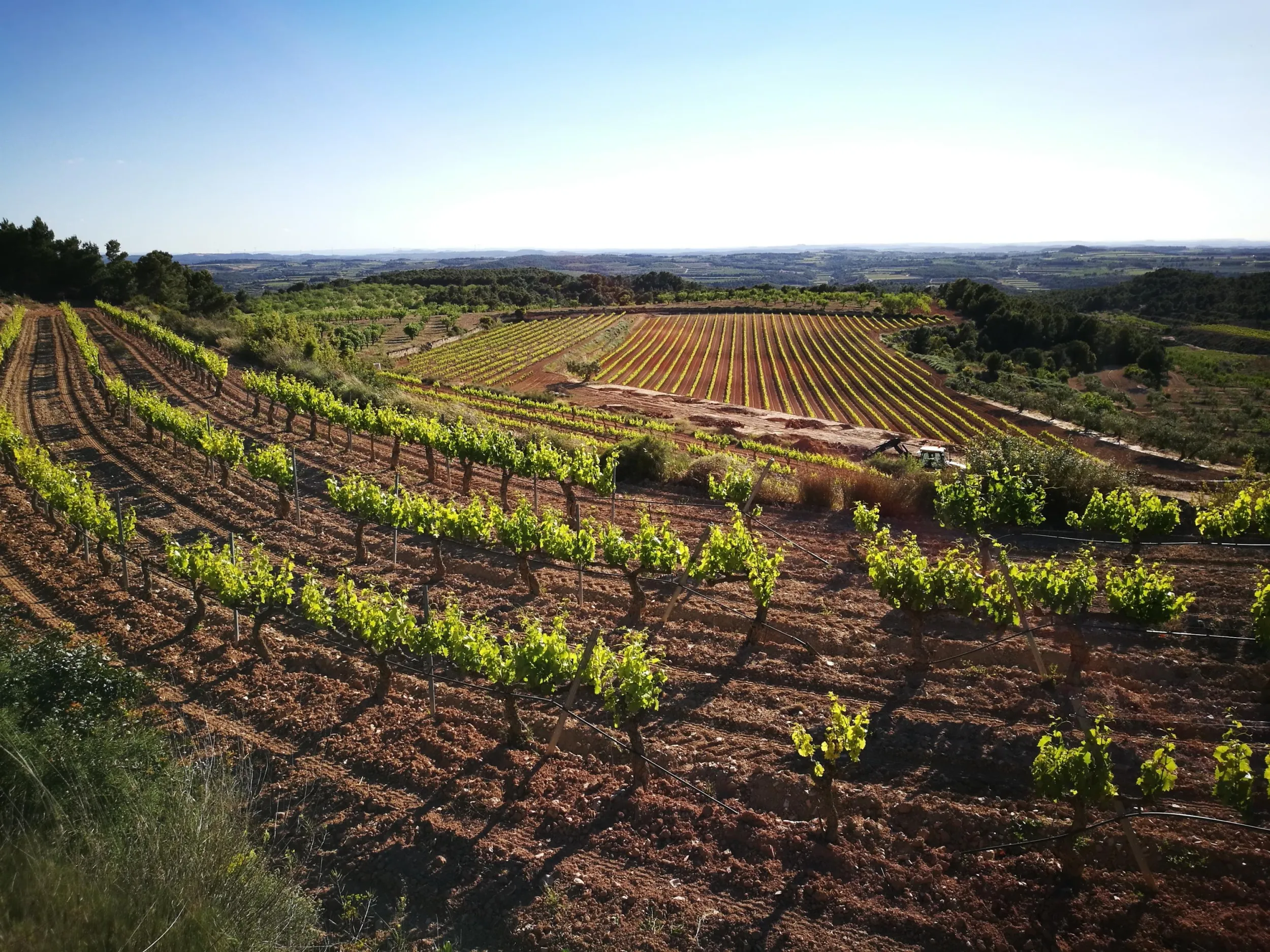 vins-del-tros
