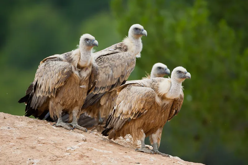 grupo de buitres