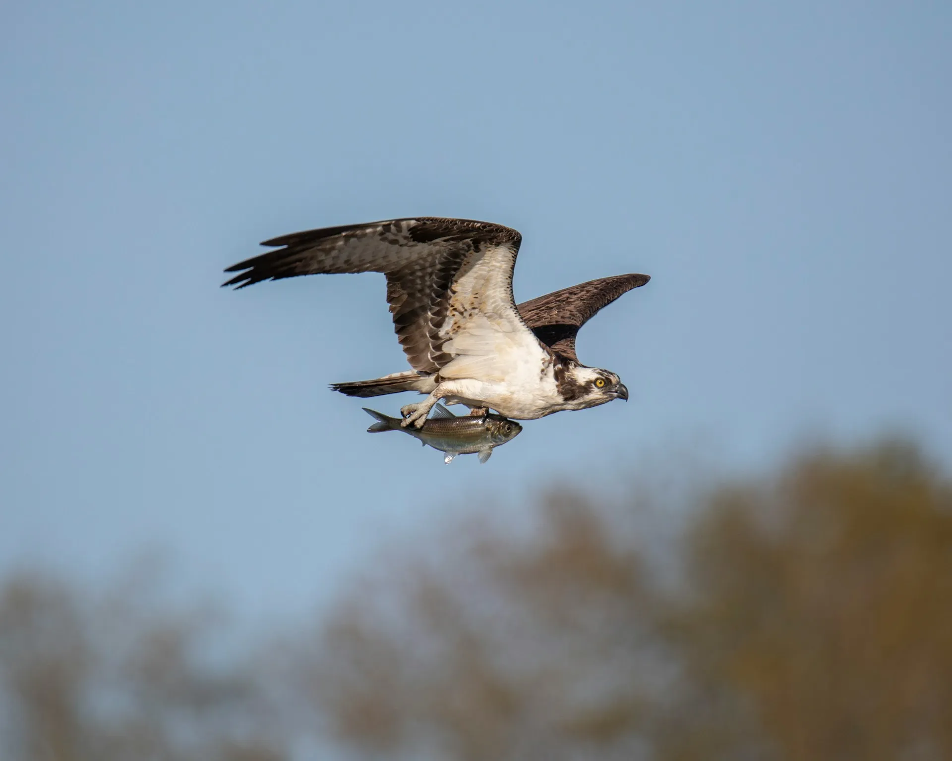 aguila pescadora en vuelo