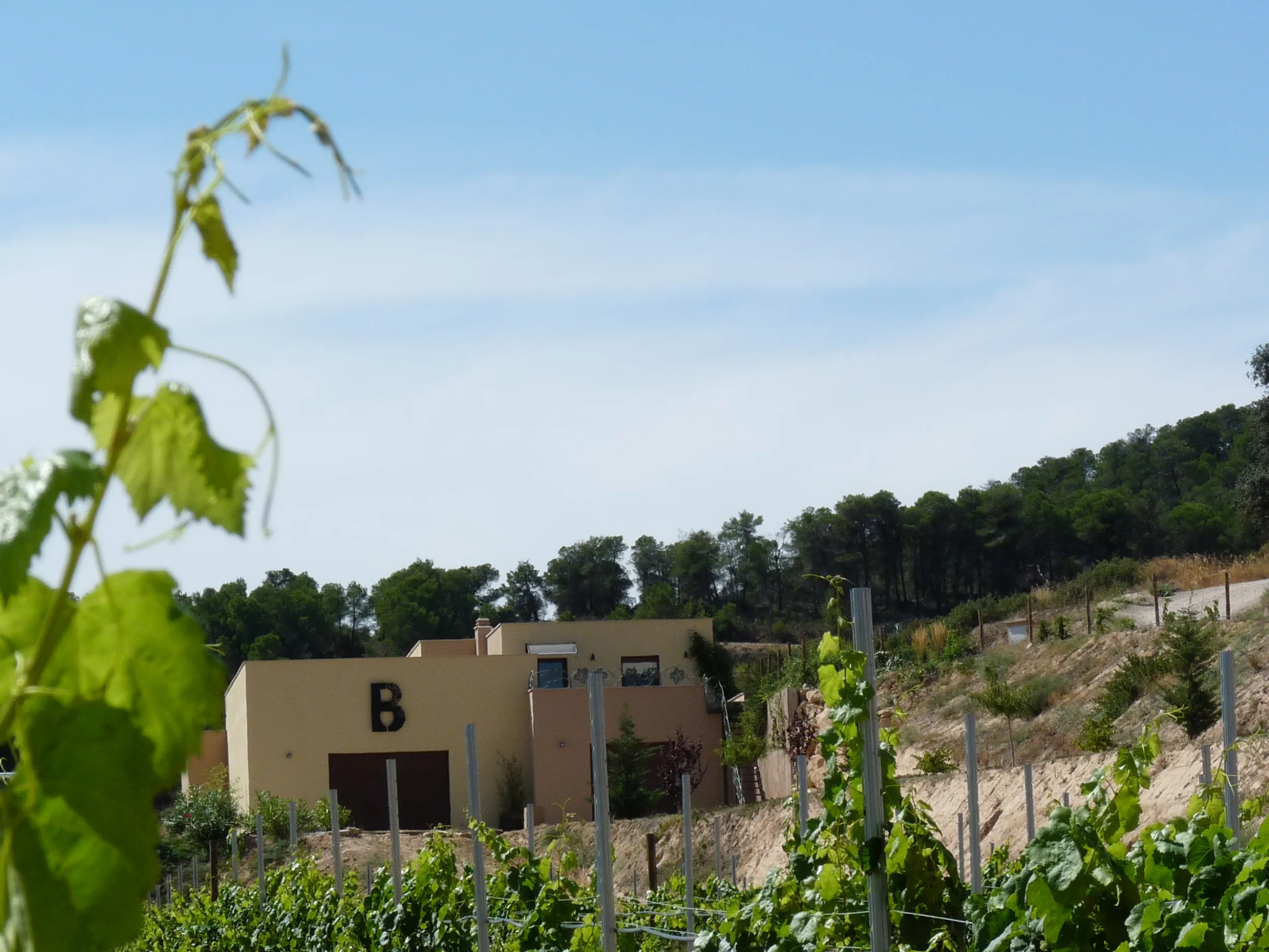 Celler Bernaví