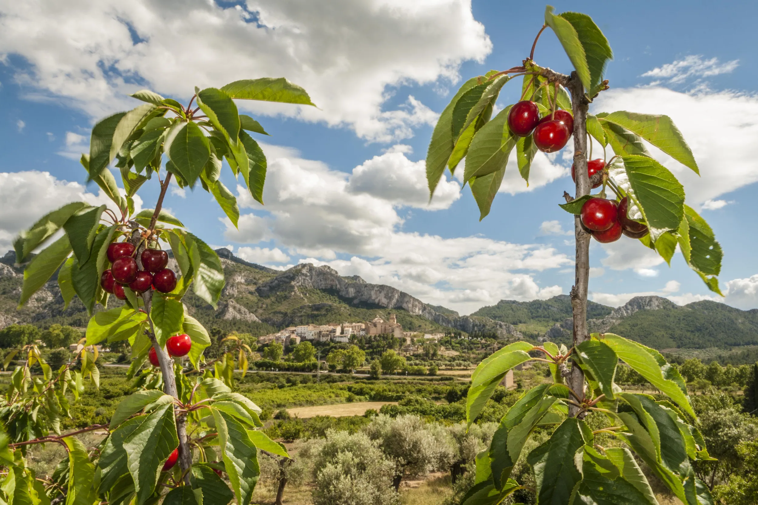 Cirera de la Ribera d'Ebre