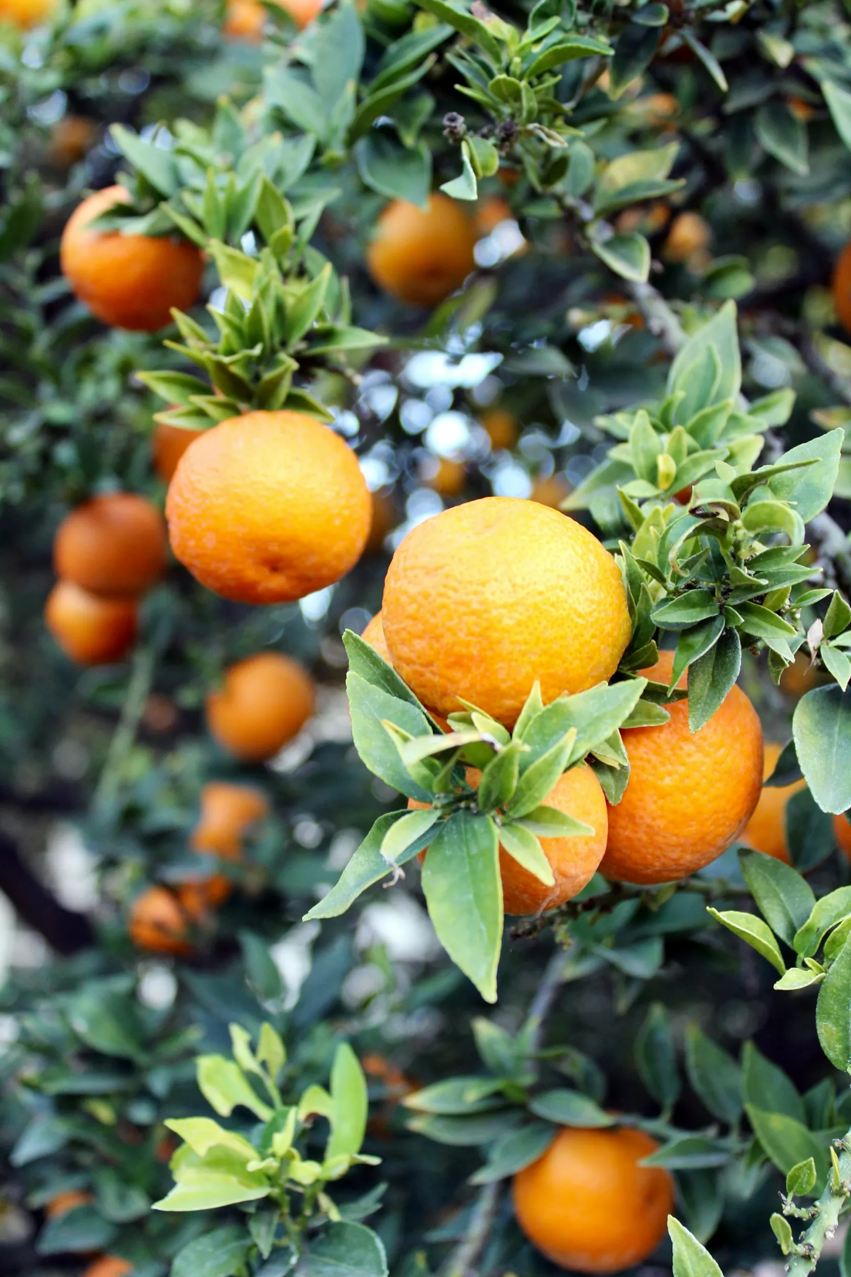 clementinas en arbol