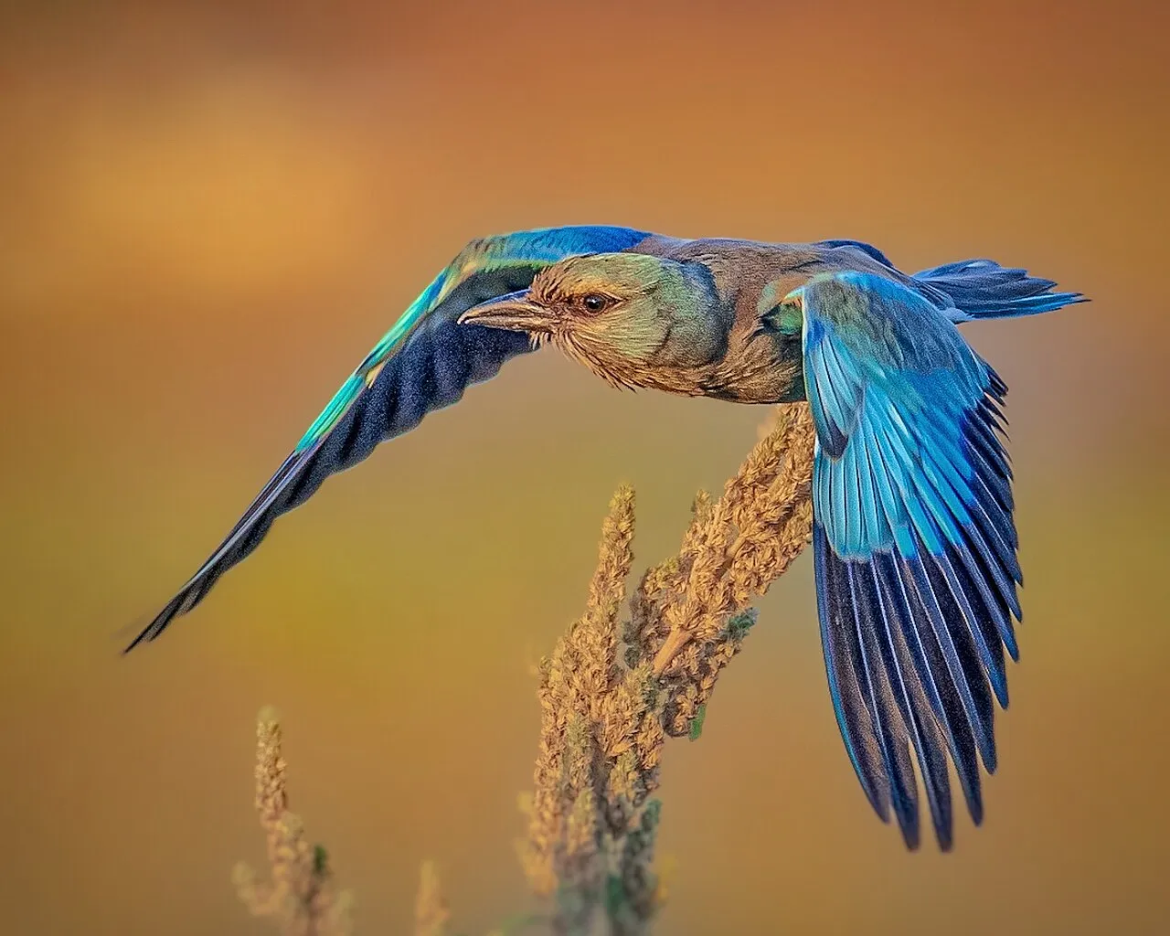carraca europea en vuelo