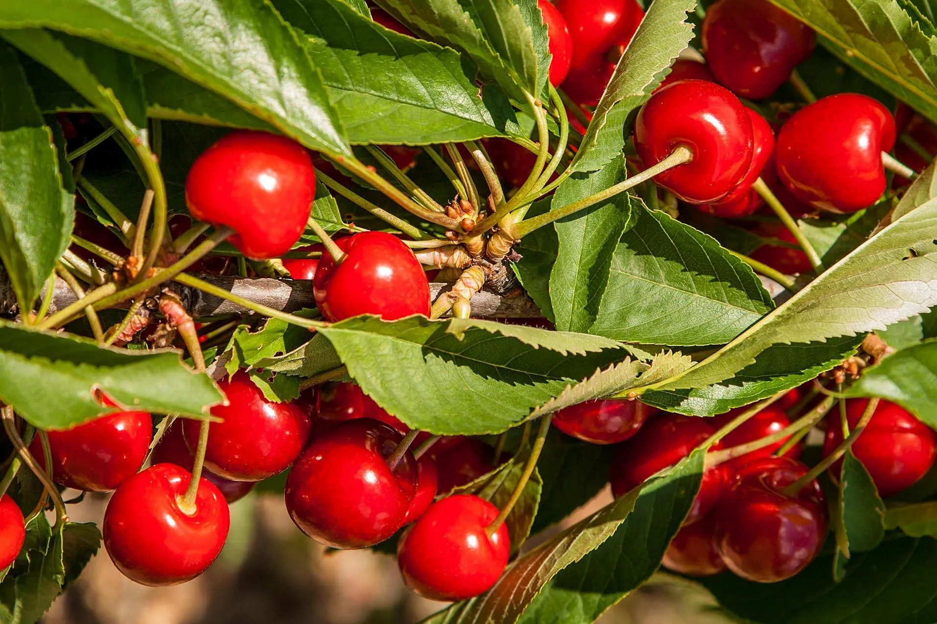 Festa de la Cirera i de les Plantes Aromàtiques