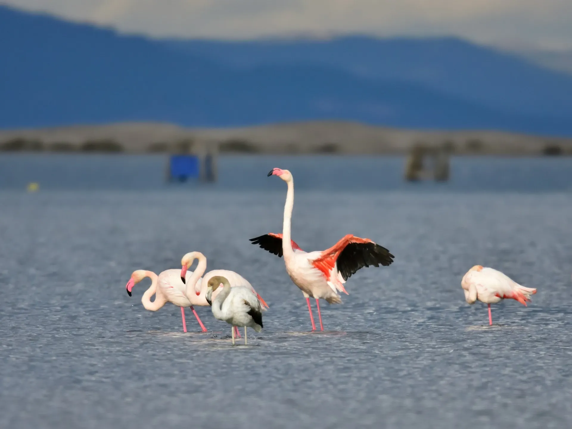flamencos en delta del ebro