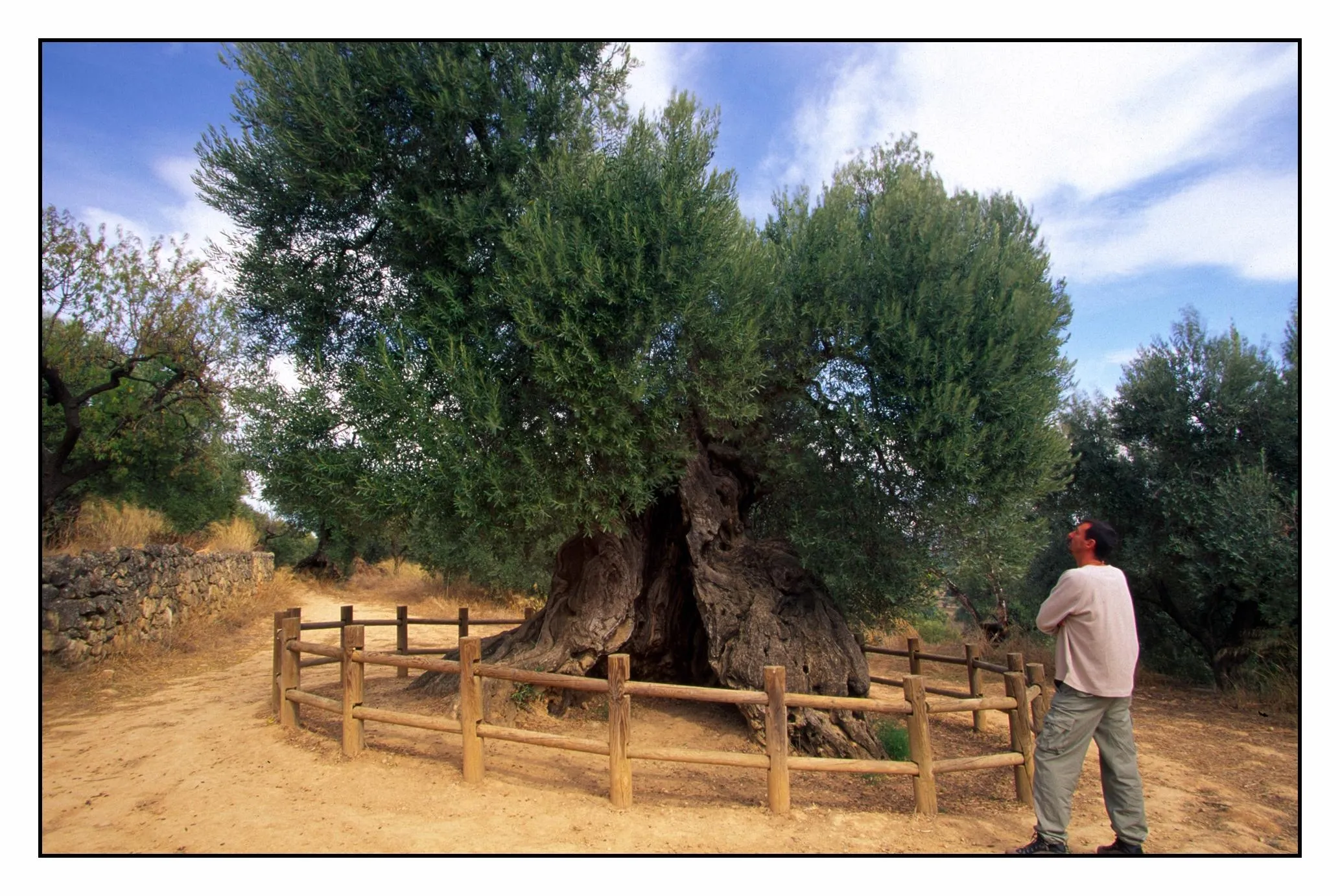 Lo Parot Olivera Mil·lenària