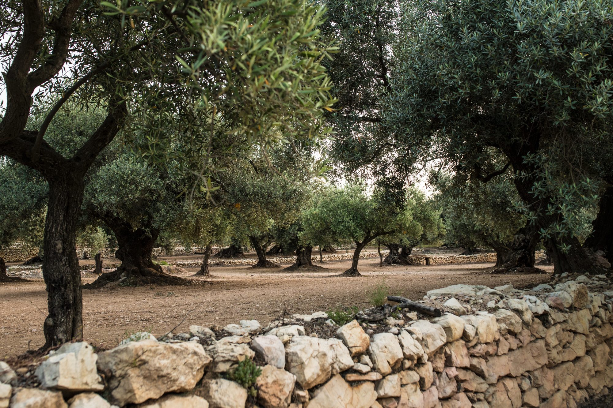 Visita i tast a la finca Els Carlets