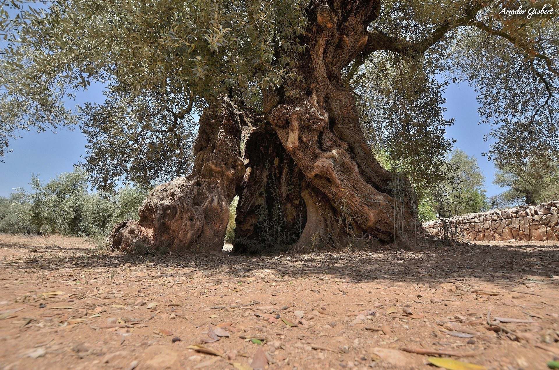 Les oliveres mil·lenàries de l'Arion