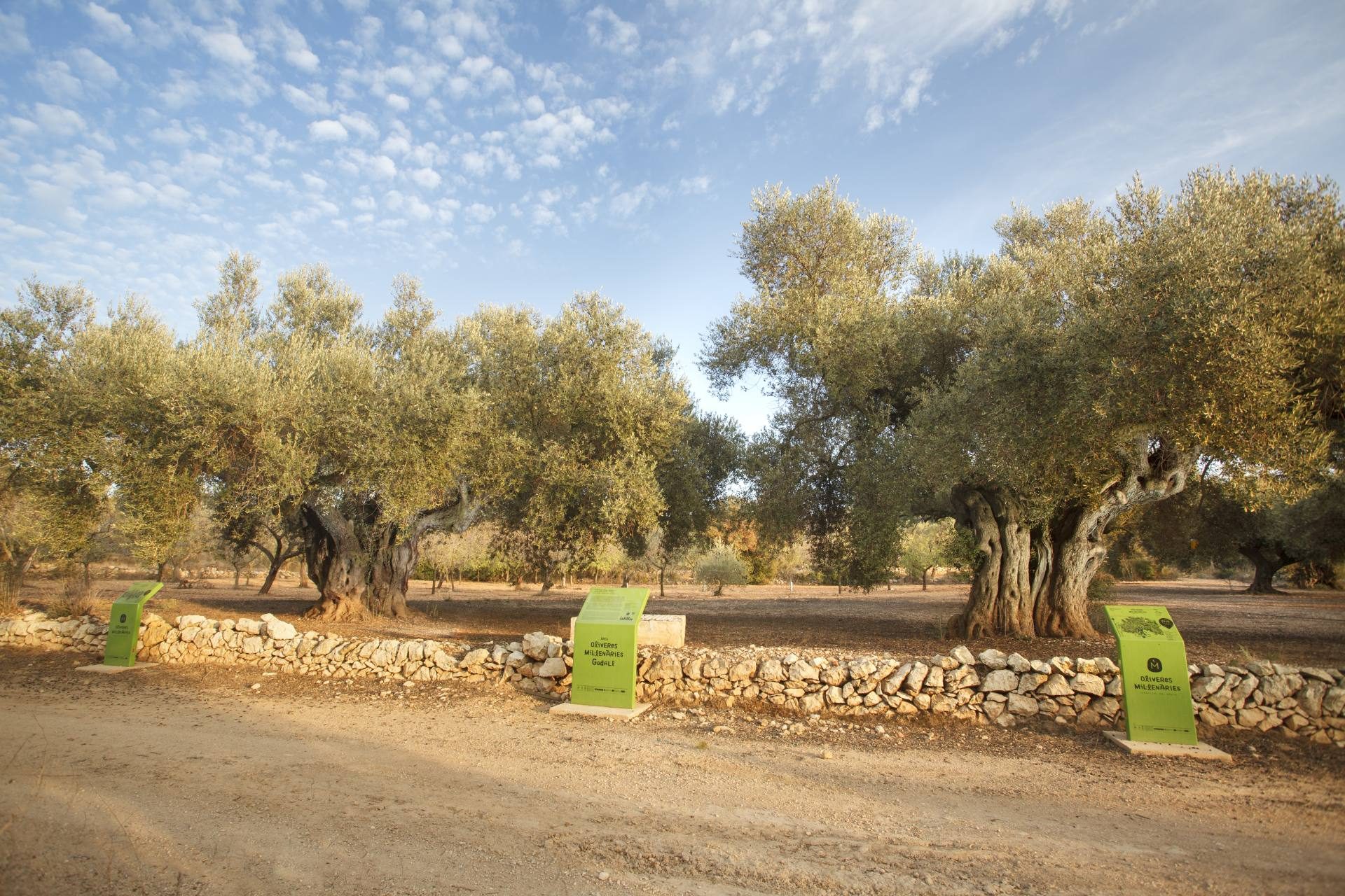 Oliveres mil·lenàries i tast a Godall