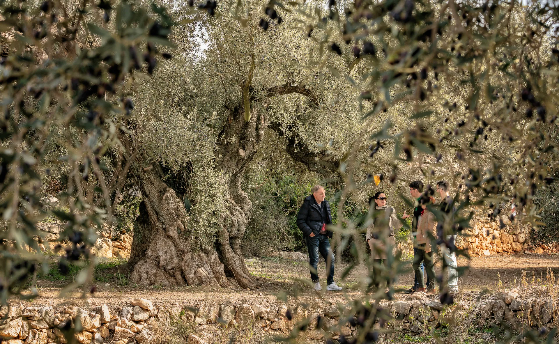 olivos milenarios