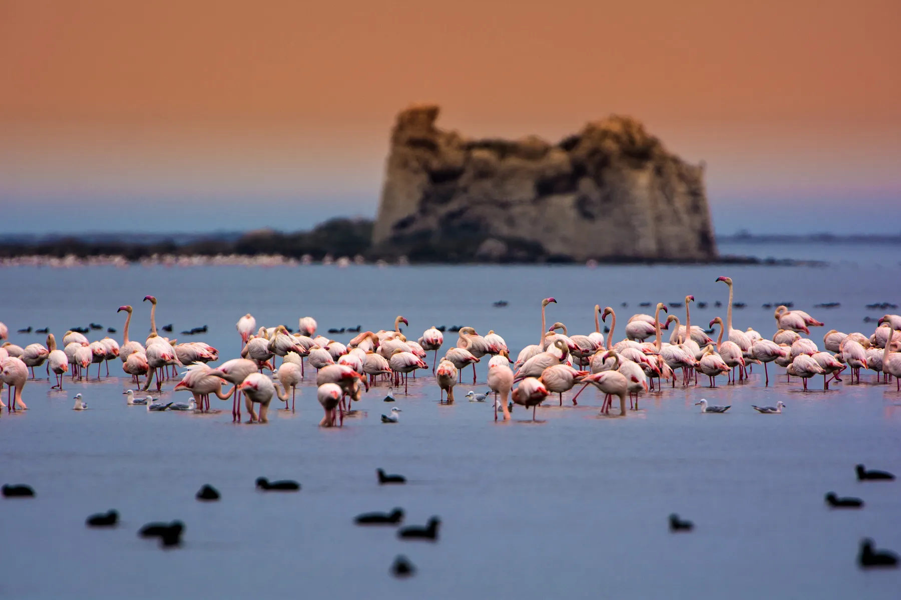 flamencos y torre