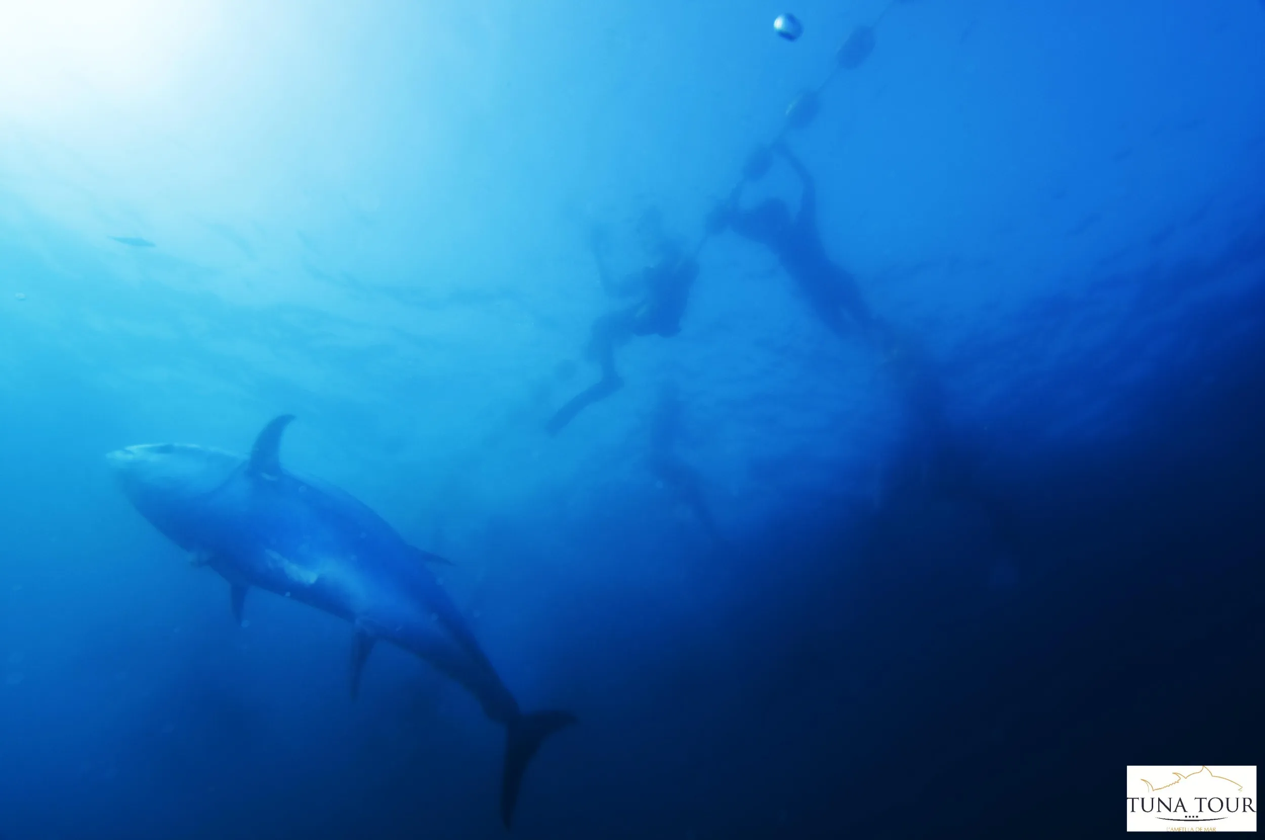 Tuna Tour
