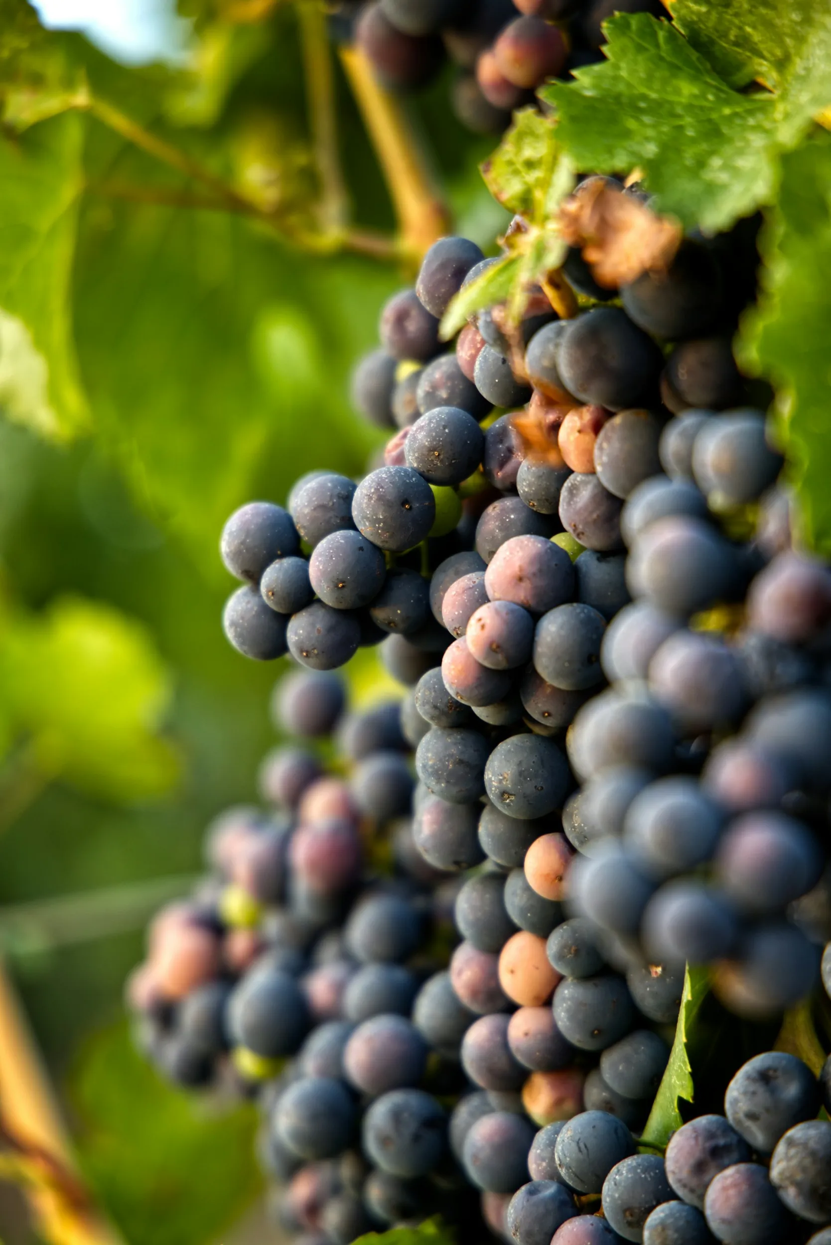 uva negra