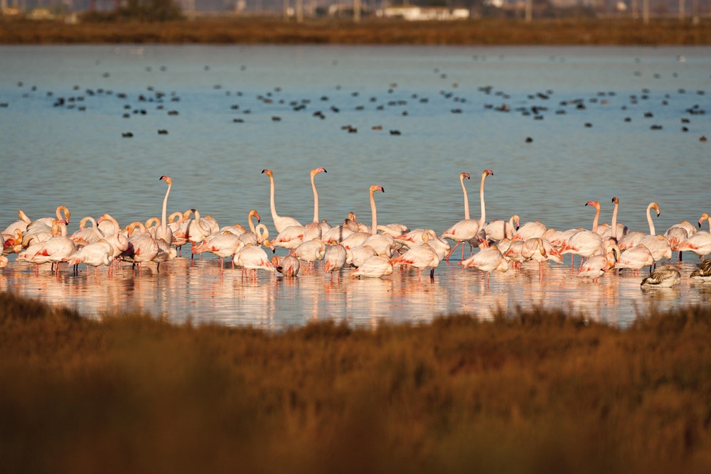 Delta Birding Festival