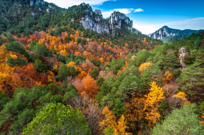 bosque en sendero gr-7