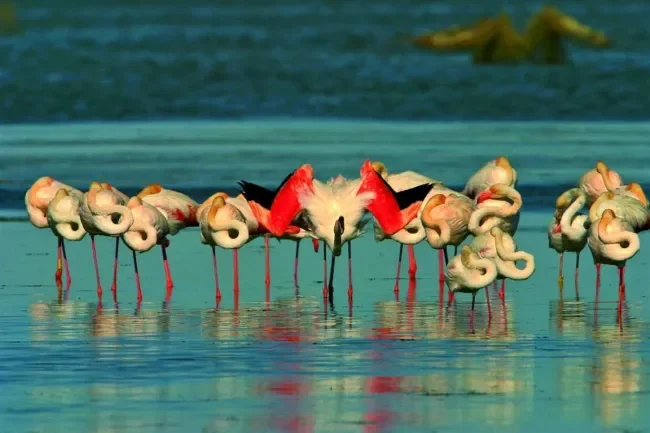 Flamencs a la llacuna de la Tancada