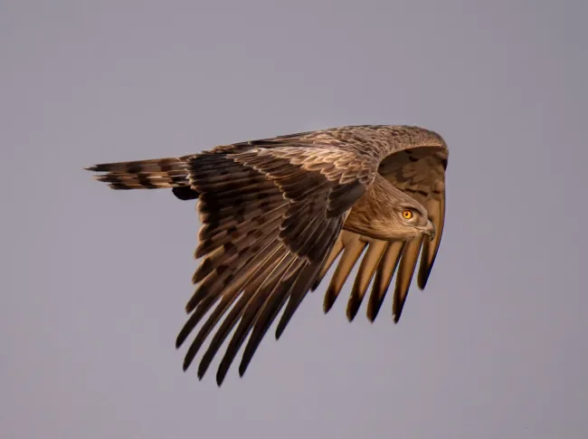 aguila culebrera