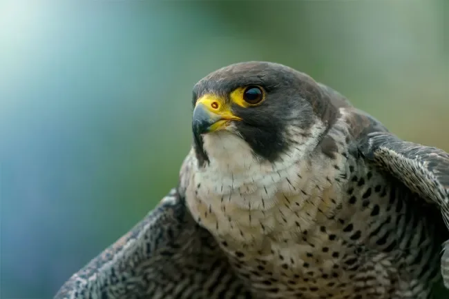 Falco peregrinus