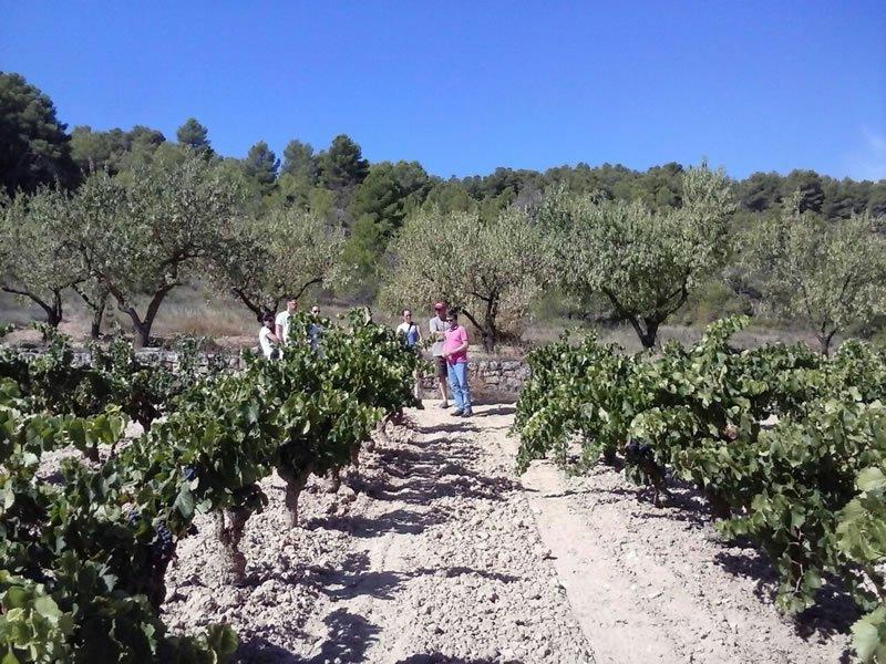 Camins i vinyes de Sant Josep Vins