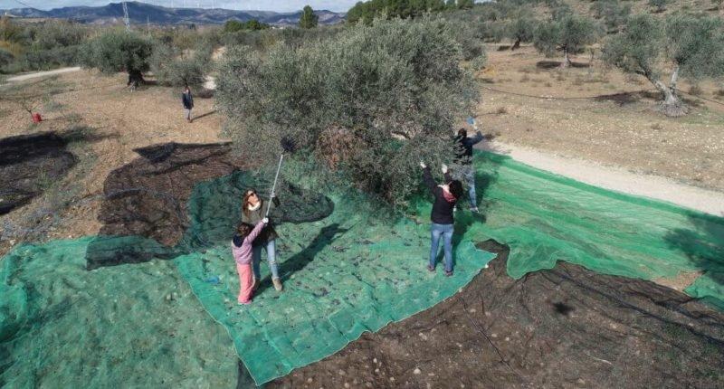 Fem olives i provem la clotxa