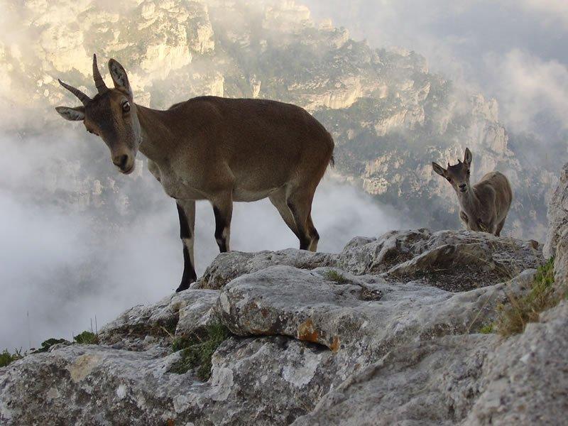 Natura en estat pur
