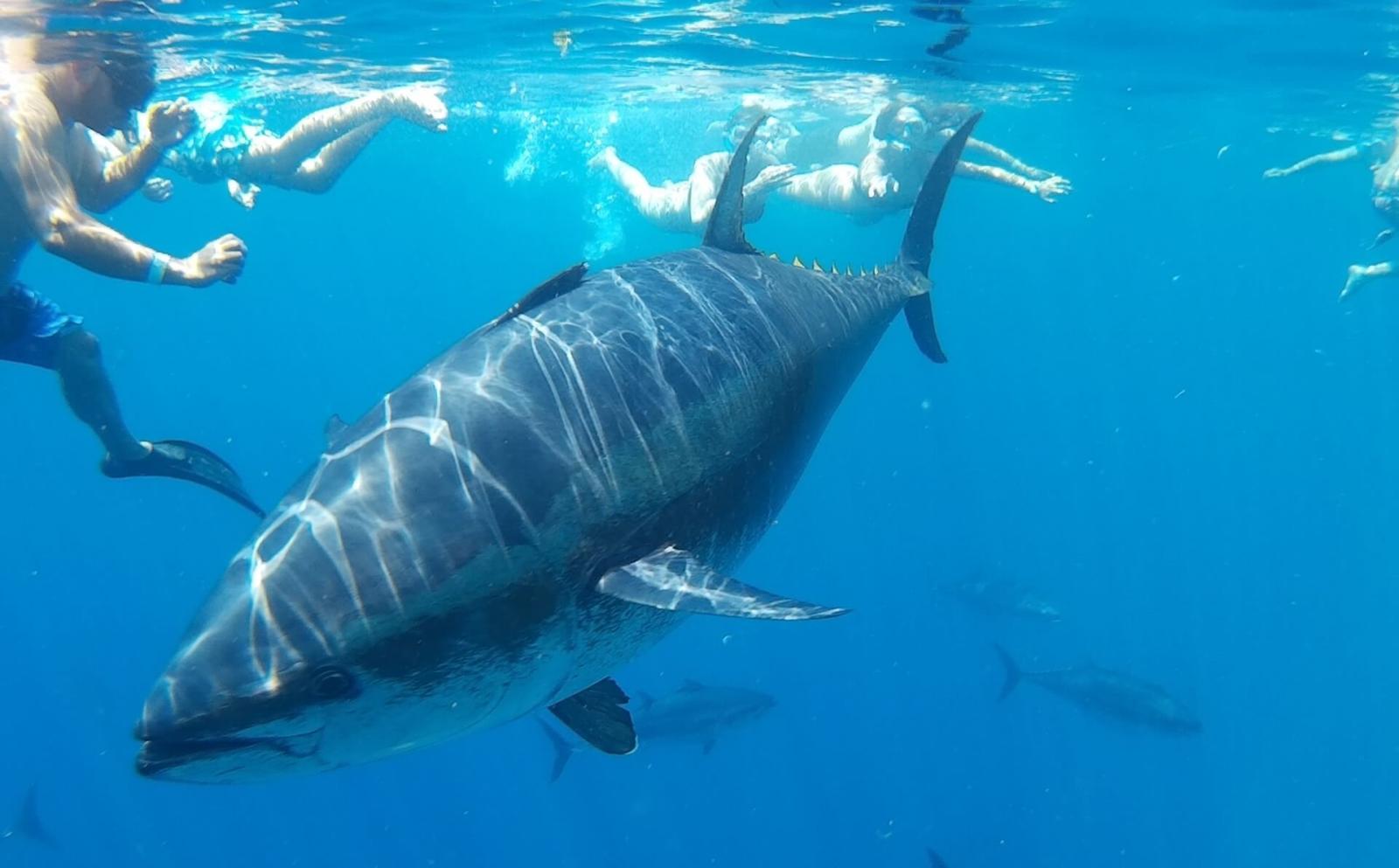 Tuna-tour experience