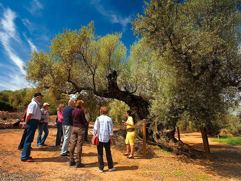 Ulldecona cultural – Oliveres mil·lenàries