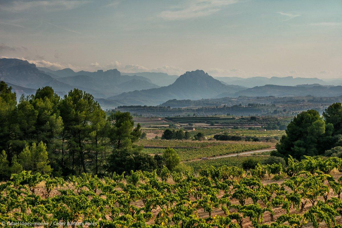 Viure la terra de la garnatxa blanca