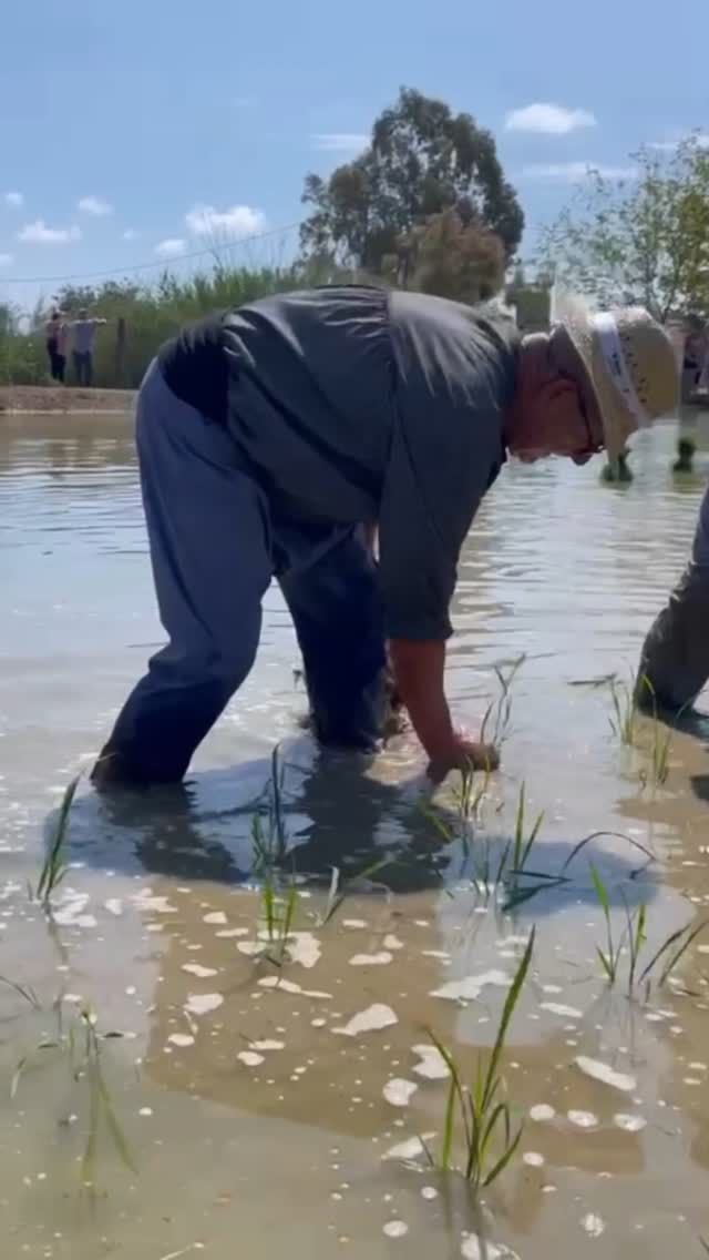 Us agradaria aprendre a plantar arròs al delta de l'Ebre?…