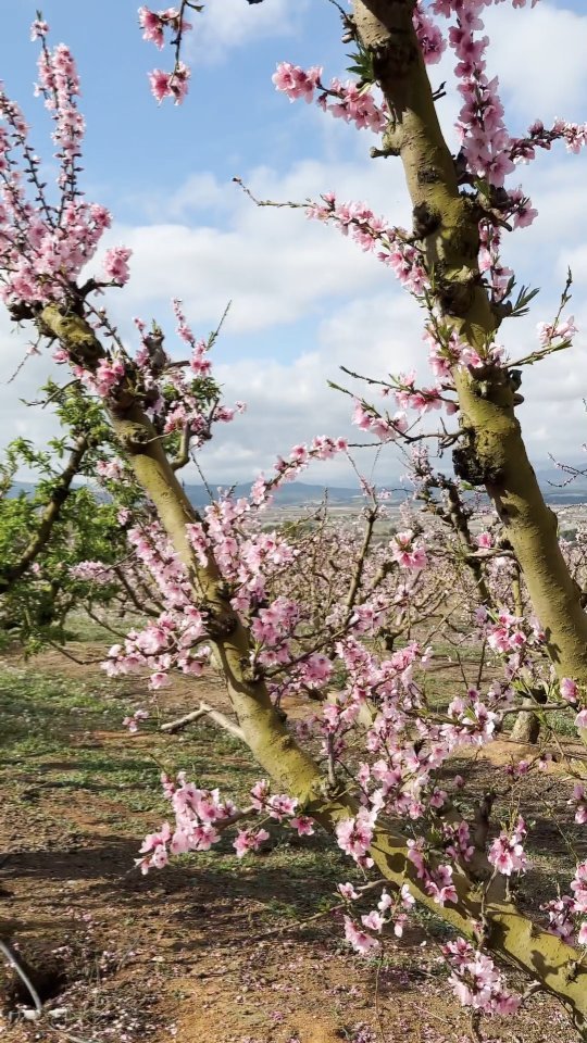 A punt d'entrar a la primavera, la Ribera d'Ebre llueix…