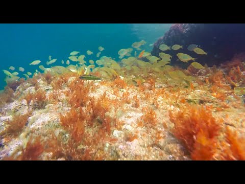 Snorkel a l'Ametlla de Mar
