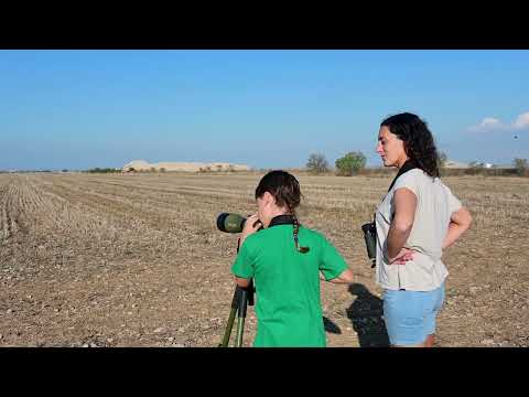 Birding Ebre Pirineus