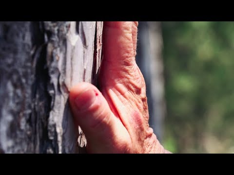 Bany de bosc al Parc Natural dels Ports